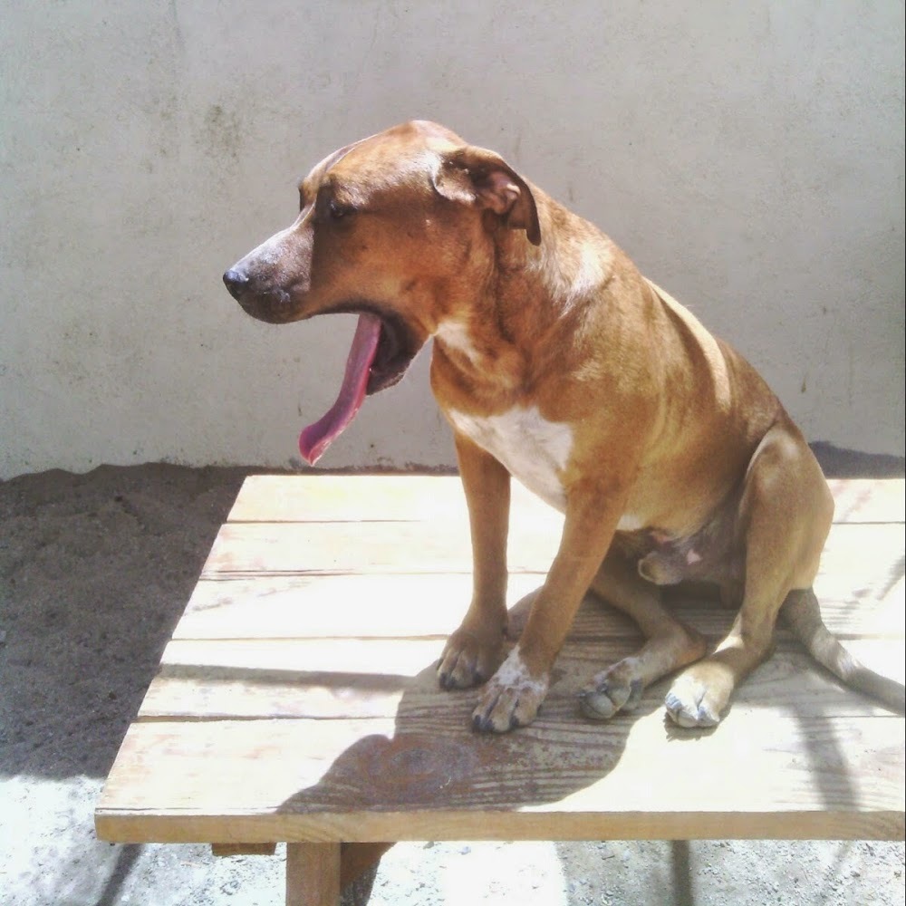 Meet your Posher, Molly